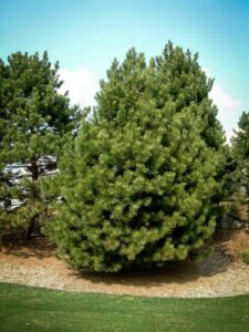 Сосна Чёрная (Pinus Nigra) купить по цене от 270.00р. в интернет-магазине «Посадика» с доставкой почтой в в Подольске и по всей России – [изображение №1].