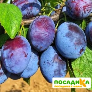 Слива Чачакская ранняя купить по цене от 229.00р. в интернет-магазине «Посадика» с доставкой почтой в в Подольске и по всей России – [изображение №1].