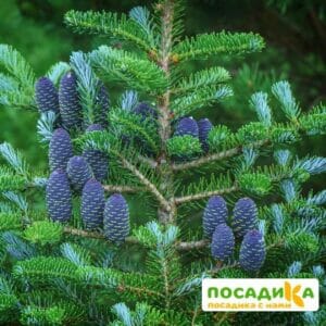 Пихта корейская (Abies koreana) купить по цене от 450.00р. в интернет-магазине «Посадика» с доставкой почтой в в Подольске и по всей России – [изображение №1].