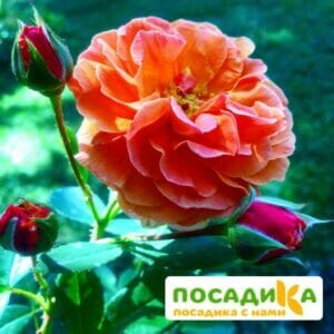 Роза Арабия купить по цене от 350.00р. в интернет-магазине «Посадика» с доставкой почтой в в Подольске и по всей России – [изображение №1].