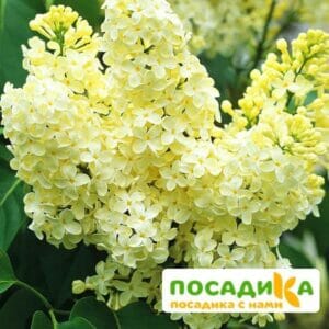 Сирень Примроуз (Primrose) купить по цене от 529.00р. в интернет-магазине «Посадика» с доставкой почтой в в Подольске и по всей России – [изображение №1].