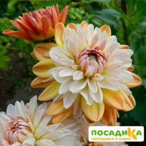 Георгина Коуп де Солейл (декоративная) купить по цене от 400р. в интернет-магазине «Посадика» с доставкой почтой в в Подольске и по всей России – [изображение №1].