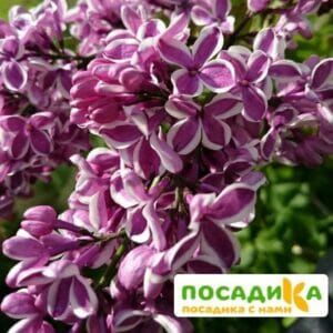 Сирень Сенсация купить по цене от 529.00р. в интернет-магазине «Посадика» с доставкой почтой в в Подольске и по всей России – [изображение №1].