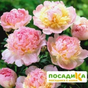 Пион Распберри Сандей (Paeonia Raspberry Sundae) купить по цене от 959р. в интернет-магазине «Посадика» с доставкой почтой в в Подольске и по всей России – [изображение №1].