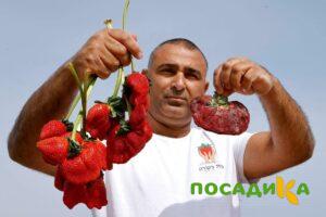 Клубника Гигант Джорнея купить по цене от 266р. в интернет-магазине «Посадика» с доставкой почтой в в Подольске и по всей России – [изображение №1].