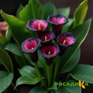 Калла Аура Лейс купить по цене от 400р. в интернет-магазине «Посадика» с доставкой почтой в в Подольске и по всей России – [изображение №1].
