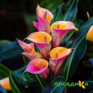 Калла Оникс купить по цене от 450р. в интернет-магазине «Посадика» с доставкой почтой в в Подольске и по всей России – [изображение №1].