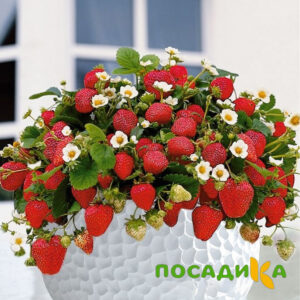 Клубника Рубиновый Шепот (горшечная) купить по цене от 240р. в интернет-магазине «Посадика» с доставкой почтой в в Подольске и по всей России – [изображение №1].