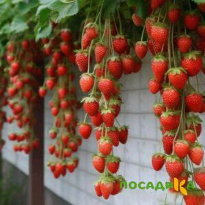 Клубника вьющаяся Комплимент купить по цене от 470р. в интернет-магазине «Посадика» с доставкой почтой в в Подольске и по всей России – [изображение №1].