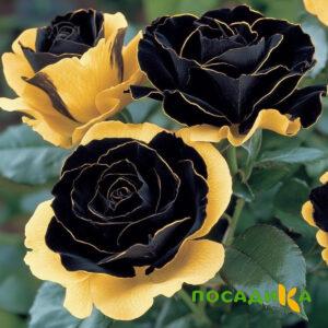 Роза Ханни Сикл купить по цене от 700р. в интернет-магазине «Посадика» с доставкой почтой в в Подольске и по всей России – [изображение №1].