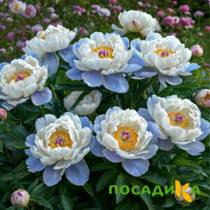 Пион акварельный Этюд купить по цене от 806р. в интернет-магазине «Посадика» с доставкой почтой в в Подольске и по всей России – [изображение №1].