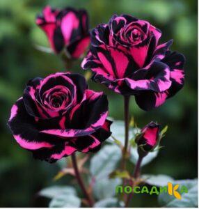 Роза Багровый Шепот купить по цене от 366р. в интернет-магазине «Посадика» с доставкой почтой в в Подольске и по всей России – [изображение №1].