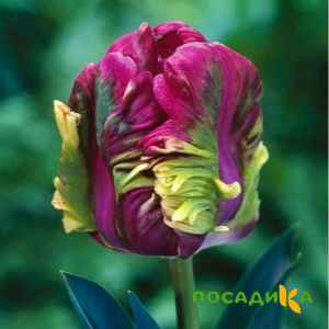 Тюльпан Экзотик Хэвен купить по цене от 186р. в интернет-магазине «Посадика» с доставкой почтой в в Подольске и по всей России – [изображение №1].