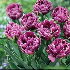 Тюльпан Айс Крим купить по цене от 430р. в интернет-магазине «Посадика» с доставкой почтой в в Подольске и по всей России – [изображение №1].