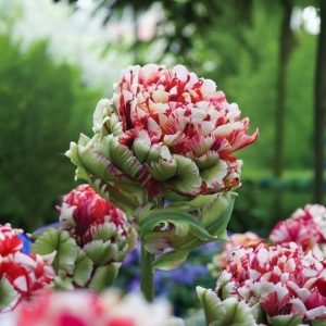 Тюльпан Дабл Флеминг Берд купить по цене от 249р. в интернет-магазине «Посадика» с доставкой почтой в в Подольске и по всей России – [изображение №1].