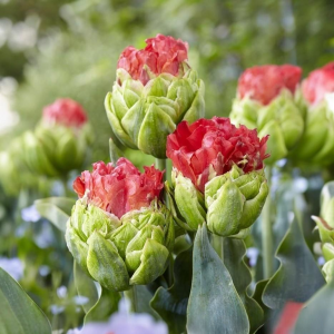 Тюльпан Бычий Глаз купить по цене от 275р. в интернет-магазине «Посадика» с доставкой почтой в в Подольске и по всей России – [изображение №1].