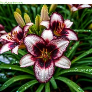 Лилейник Крим Сикл купить по цене от 799р. в интернет-магазине «Посадика» с доставкой почтой в в Подольске и по всей России – [изображение №1].