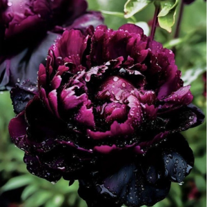 Пион Темный Сад купить по цене от 421р. в интернет-магазине «Посадика» с доставкой почтой в в Подольске и по всей России – [изображение №1].