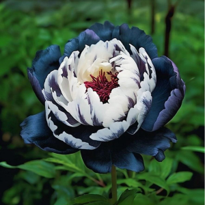 Пион Древовидный Инь-Янь купить по цене от 419р. в интернет-магазине «Посадика» с доставкой почтой в в Подольске и по всей России – [изображение №1].