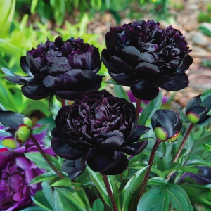 Пион Королевский Бархат купить по цене от 419р. в интернет-магазине «Посадика» с доставкой почтой в в Подольске и по всей России – [изображение №1].