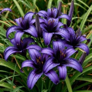 Лилейник Блю Айрис купить по цене от 324р. в интернет-магазине «Посадика» с доставкой почтой в в Подольске и по всей России – [изображение №1].