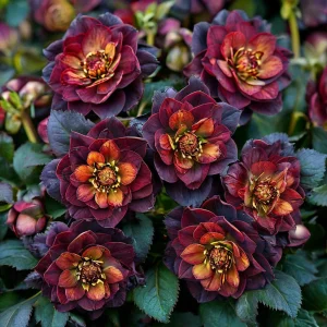 Морозник Сноу Дроп купить по цене от 348р. в интернет-магазине «Посадика» с доставкой почтой в в Подольске и по всей России – [изображение №1].