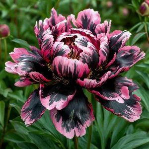 Пион Дроп Руби купить по цене от 469р. в интернет-магазине «Посадика» с доставкой почтой в в Подольске и по всей России – [изображение №1].