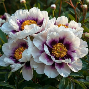 Пион Эко Саммер купить по цене от 548р. в интернет-магазине «Посадика» с доставкой почтой в в Подольске и по всей России – [изображение №1].