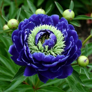 Пион Дримвивер купить по цене от 417р. в интернет-магазине «Посадика» с доставкой почтой в в Подольске и по всей России – [изображение №1].