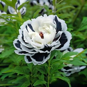 Пион Монохромный Шик купить по цене от 429р. в интернет-магазине «Посадика» с доставкой почтой в в Подольске и по всей России – [изображение №1].